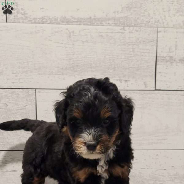 Milo, Mini Bernedoodle Puppy