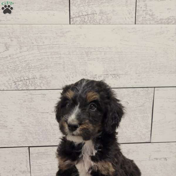 Miles, Mini Bernedoodle Puppy