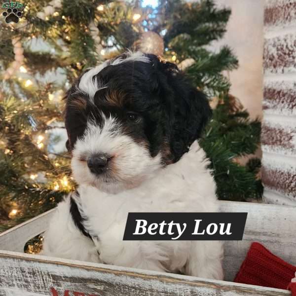 Betty Lou, Mini Bernedoodle Puppy