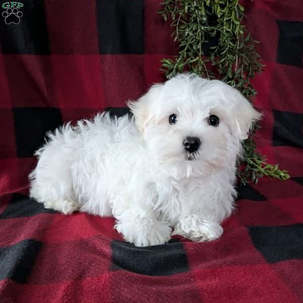 Sophia, Maltese Puppy