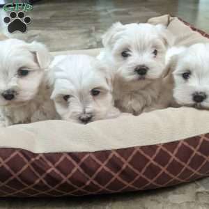 Snowflake, Maltese Puppy