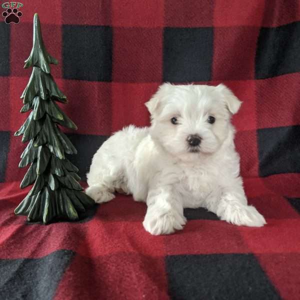 Holly, Maltese Puppy