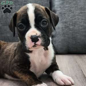 Maura, Boxer Puppy