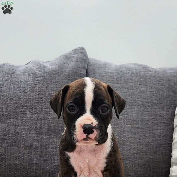 Maura, Boxer Puppy