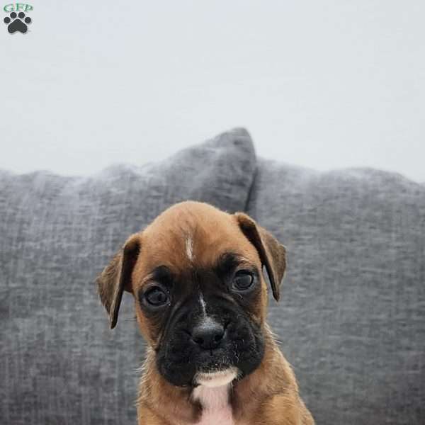 Chloe, Boxer Puppy