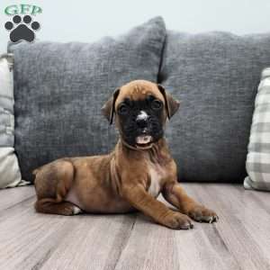 Clarie, Boxer Puppy