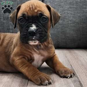 Clarie, Boxer Puppy