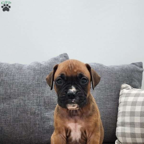 Clarie, Boxer Puppy