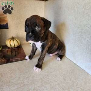 Abner, Boxer Puppy