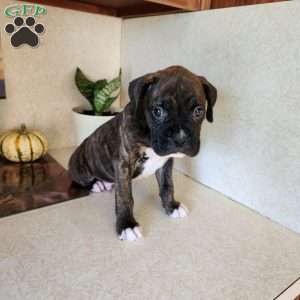 Abner, Boxer Puppy