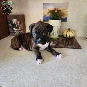 Abner, Boxer Puppy