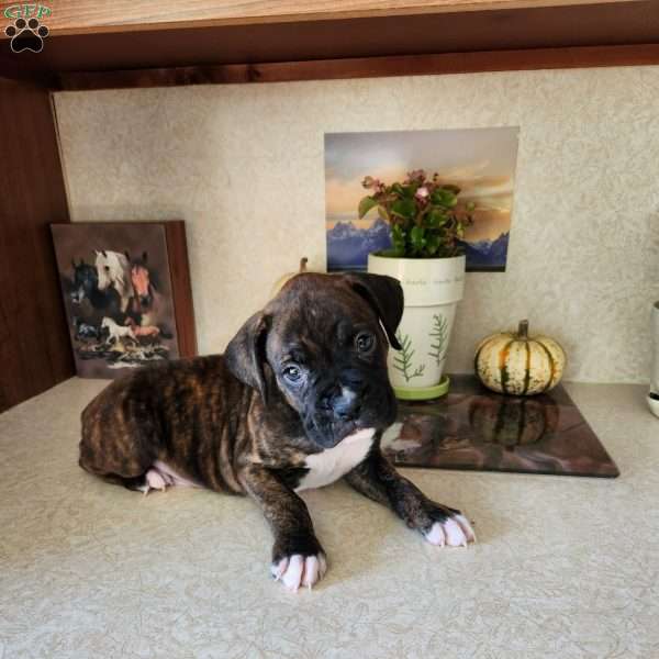 Abner, Boxer Puppy