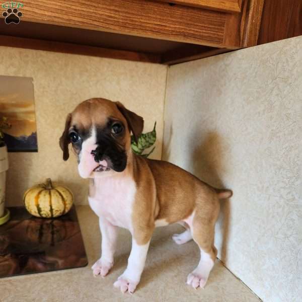 Betzie, Boxer Puppy