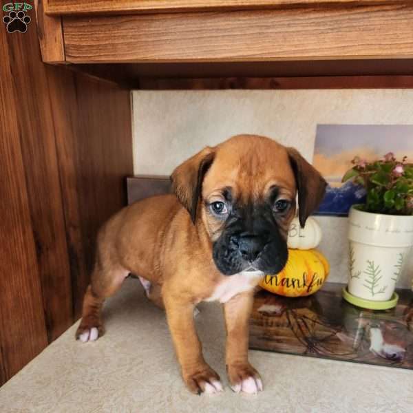 Cooper, Boxer Puppy