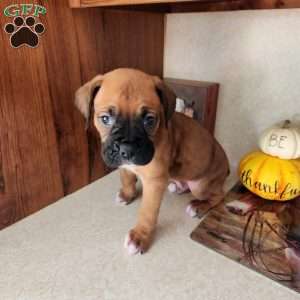 Cooper, Boxer Puppy