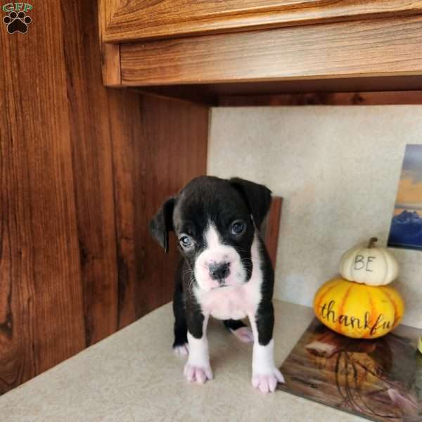 Dinah, Boxer Puppy