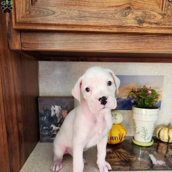 Frosty, Boxer Puppy