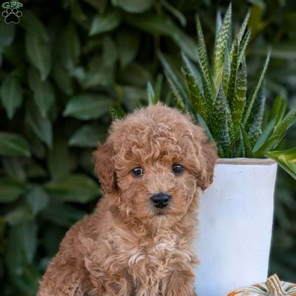 Dazzle, Miniature Poodle Puppy