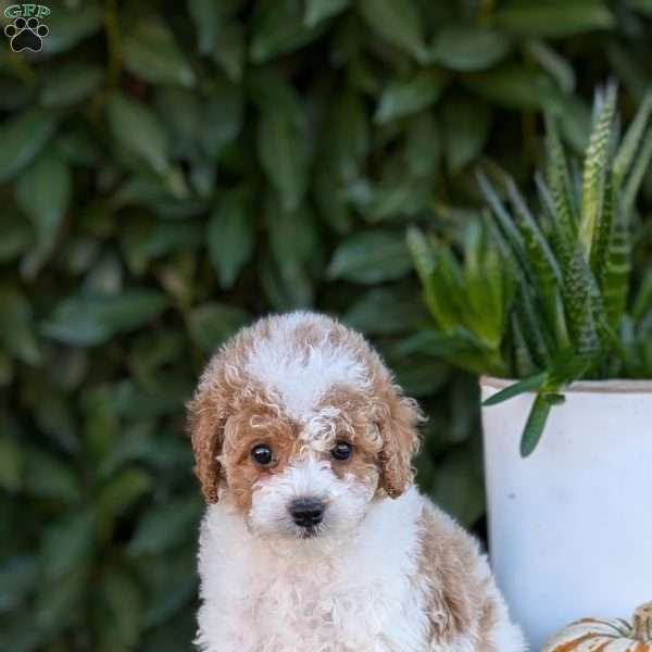 Diamond, Miniature Poodle Puppy