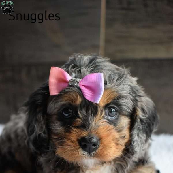 Snuggles, Cavapoo Puppy