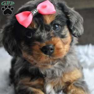 Cuddles, Cavapoo Puppy