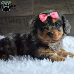 Cuddles, Cavapoo Puppy