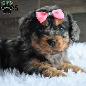 Cuddles, Cavapoo Puppy