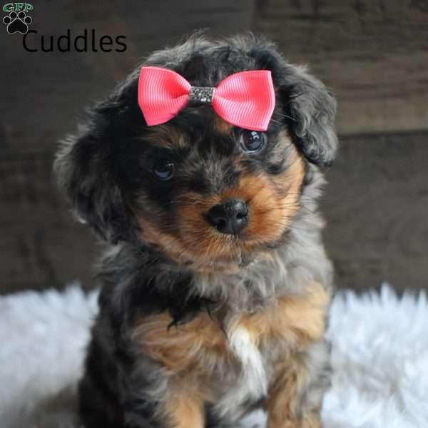 Cuddles, Cavapoo Puppy