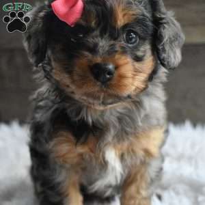 Cuddles, Cavapoo Puppy