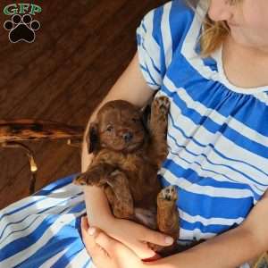 Cinnamon F1B, Cavapoo Puppy