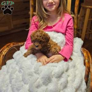 Crimson F1B, Cavapoo Puppy