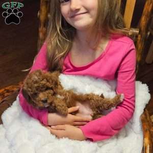 Crimson F1B, Cavapoo Puppy