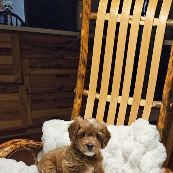 Comet F1B, Cavapoo Puppy