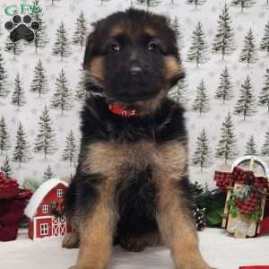 Freya, German Shepherd Puppy