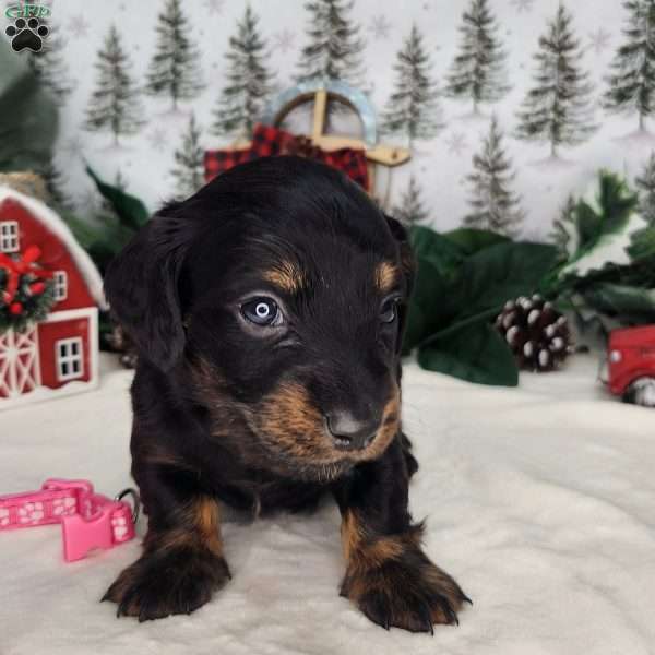 Maddy, Dachshund Puppy