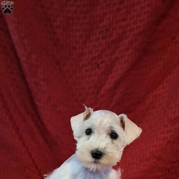 Snowball, Miniature Schnauzer Puppy