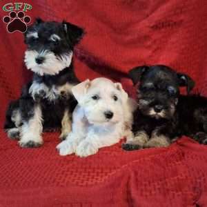 Cheer, Miniature Schnauzer Puppy