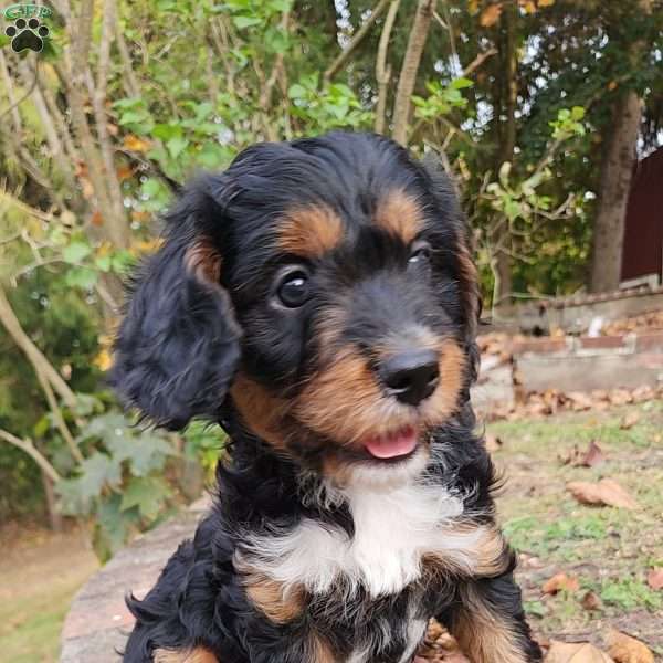 Rufus, Cavapoo Puppy