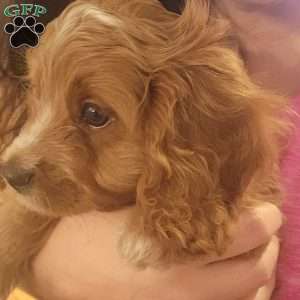 Buddy, Cavapoo Puppy