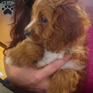 Buddy, Cavapoo Puppy