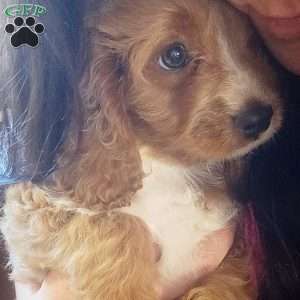 Buddy, Cavapoo Puppy