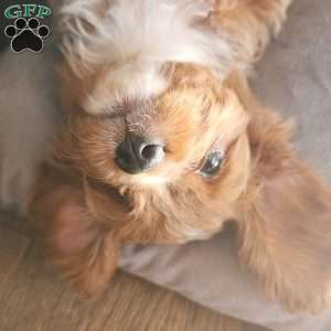 Buddy, Cavapoo Puppy