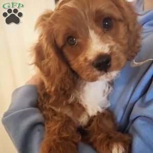 Buddy, Cavapoo Puppy