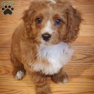 Buddy, Cavapoo Puppy