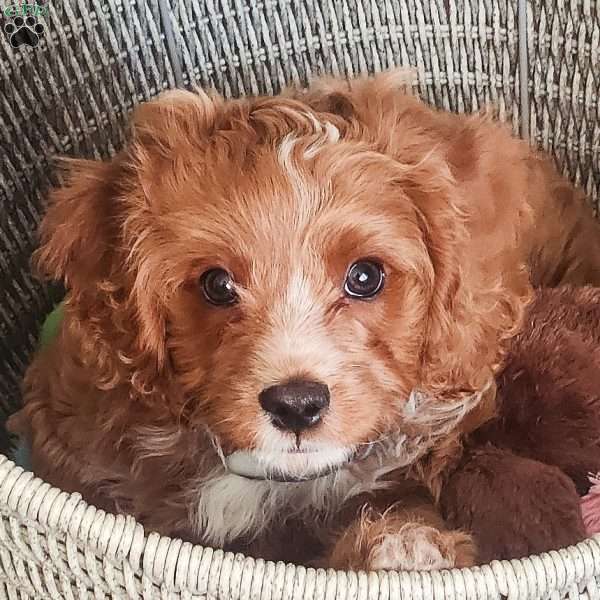 Buddy, Cavapoo Puppy