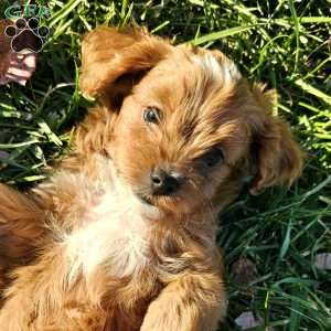 Malbec, Cavapoo Puppy