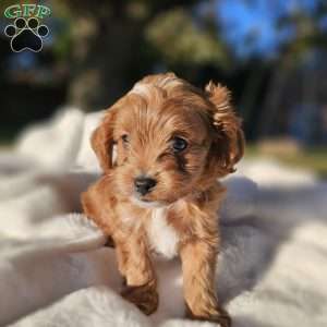 Malbec, Cavapoo Puppy