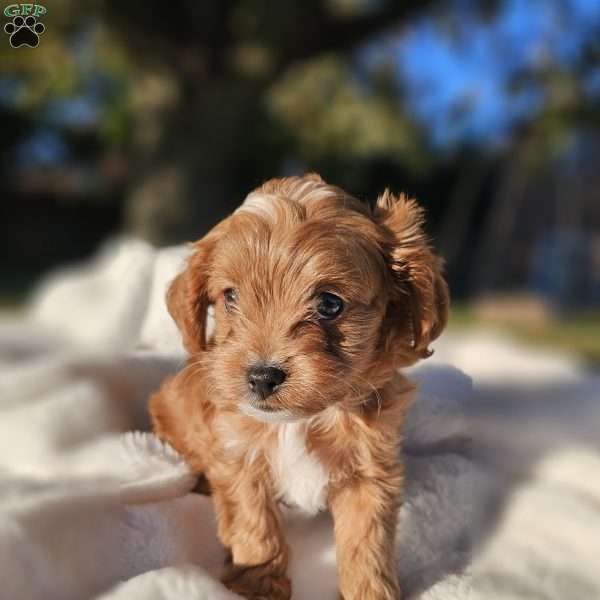 Malbec, Cavapoo Puppy