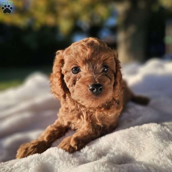 Rhone, Cavapoo Puppy