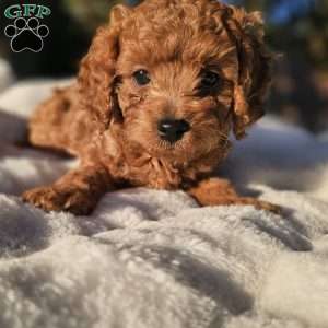 Rhone, Cavapoo Puppy